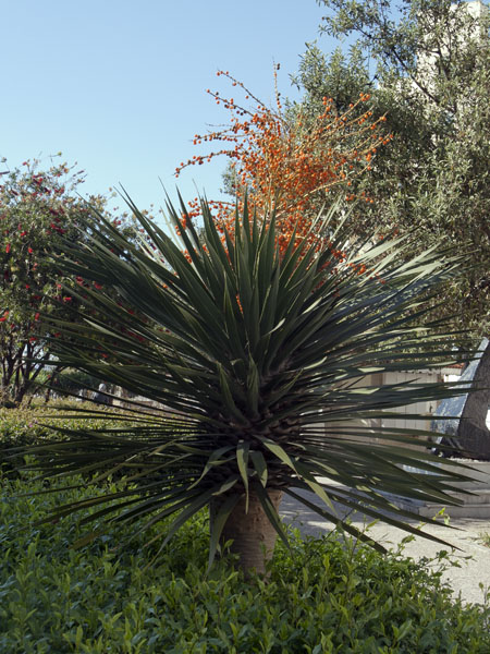 Yucca,Waterport Road