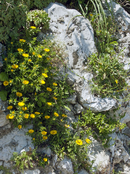 Rock Marigolds,Flowers