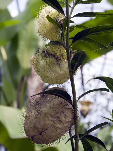 Furry Ball Plant,Gomphocarpus physocarpus,Hothouse,Torre Abbey