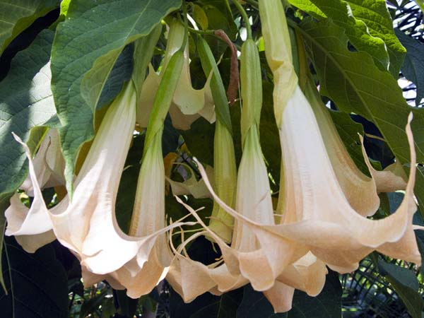 Angel Trumpets,Flowers,Shrub,Brugmansia candida,Hothouse,Torre Abbey