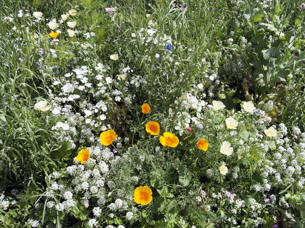 Wild Border,Torre Abbey,Torquay