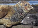 Common Seal Glengarriff