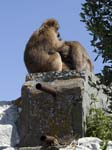 Barbary Macaques Signal Hill