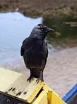 Hooded Crow Torquay