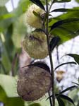 Furry Ball Plant (Gomphocarpus physocarpus)