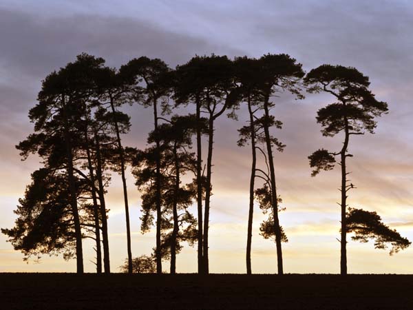 Sunset,Witchampton,Trees