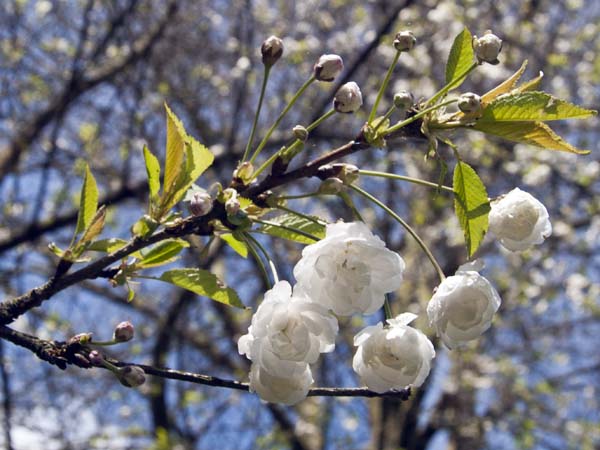Cherry,Blossom,Tree