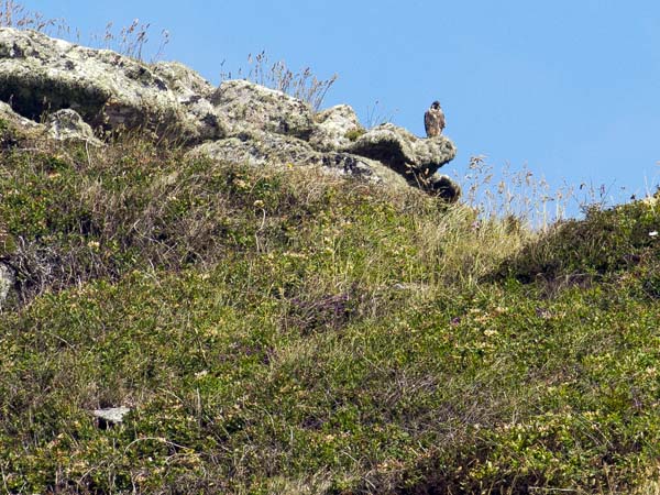 Osprey,Pandion haliaetus,Eastern Isles,Rocks,Bird