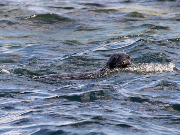 Grey Seal,Halichoerus grypus,Eastern Isles