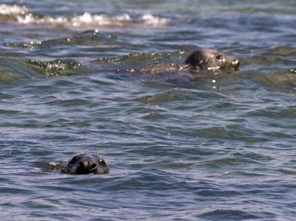 Grey Seal,Halichoerus grypus,Eastern Isles