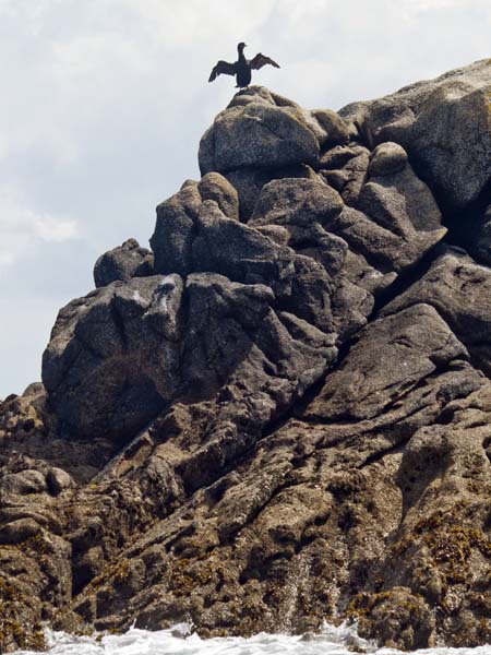 Cormorant,Phalacrocorax carbo,Eastern Isles,Rocks