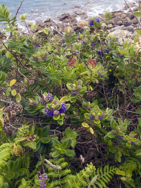 Hedgerow,St Mary's,Flowers