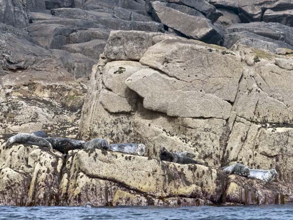 Grey Seal,Halichoerus grypus,Northern Rocks