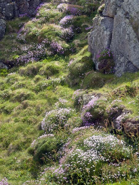 Sea Pinks,Armeria maritima,Badplace Hill,Bryher