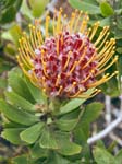 Pincushion Plant (Leucospermum cordifolium)