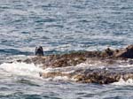 Grey Seal Eastern Isles