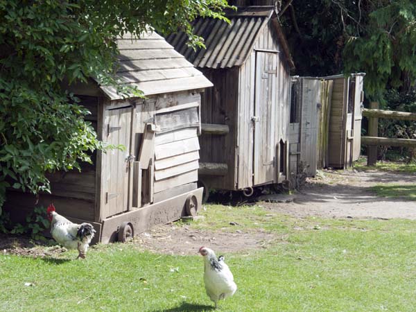 Hens,Chicken,Henhouses,Llwyn-yr-eos,Farmstead,St Fagans,National History,Museum,Sain Ffagan,Amgueddfa Werin Cymru