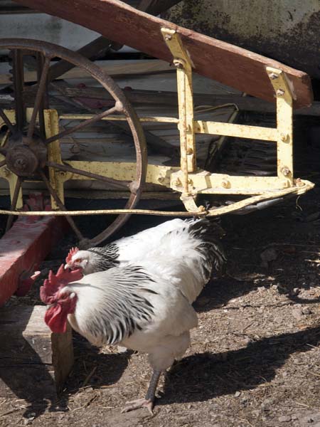 Cock,Hen,Chicken,Llwyn-yr-eos,Farmstead,St Fagans,National History,Museum,Sain Ffagan,Amgueddfa Werin Cymru,Nightingale Bush