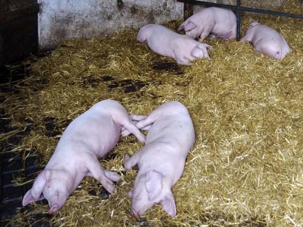 Piglets,Llwyn-yr-eos,Farmstead,St Fagans,National History,Museum,Sain Ffagan,Amgueddfa Werin Cymru