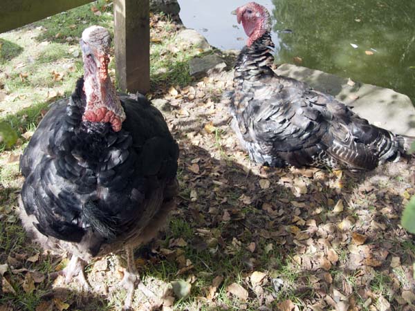 Turkeys,Llwyn-yr-eos,Farmstead,St Fagans,National History,Museum,Sain Ffagan,Amgueddfa Werin Cymru