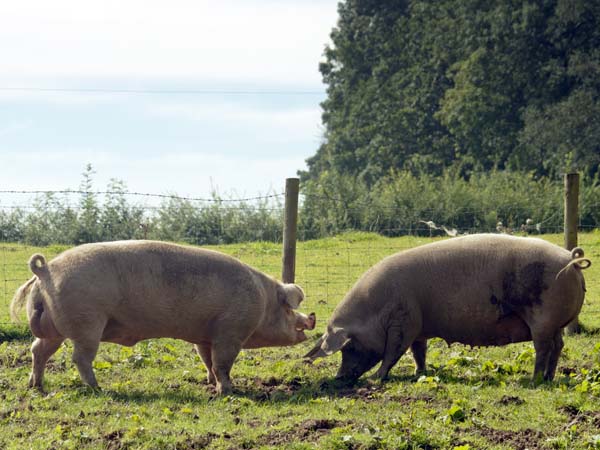 Pigs,Llwyn-yr-eos,Farmstead,St Fagans,National History,Museum,Sain Ffagan,Amgueddfa Werin Cymru