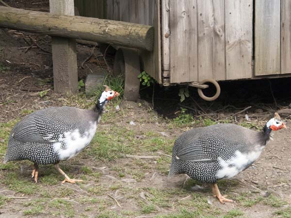 Guinea Fowl,Llwyn-yr-eos,Farmstead,St Fagans,National History,Museum,Sain Ffagan,Amgueddfa Werin Cymru,Nightingale Bush
