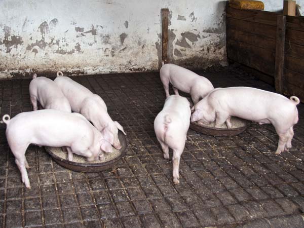 Piglets,Llwyn-yr-eos,Farmstead,St Fagans,National History,Museum,Sain Ffagan,Amgueddfa Werin Cymru,Nightingale Bush