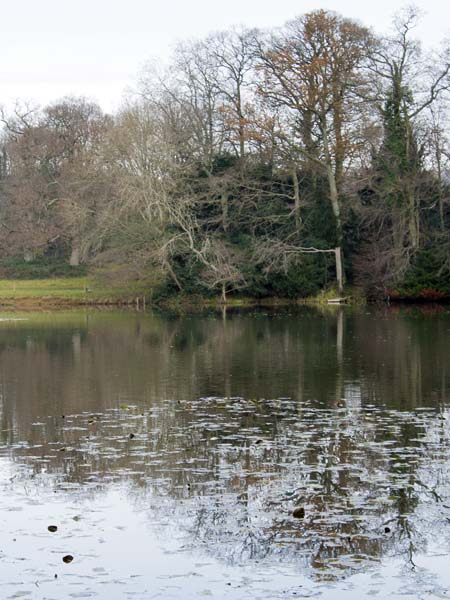 Lake,Dinton Park,Lake,Trees