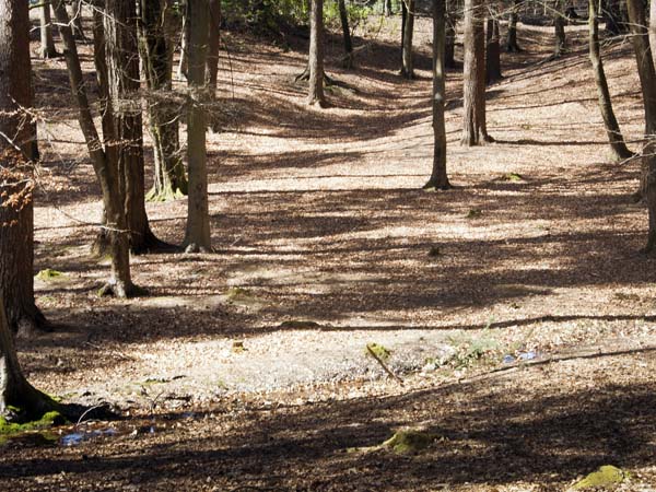 Wilverley Inclosure,New Forest,Trees