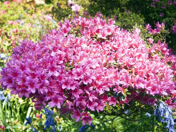 Pink Rhododendron,Kingston Lacy,Garden,Flowers