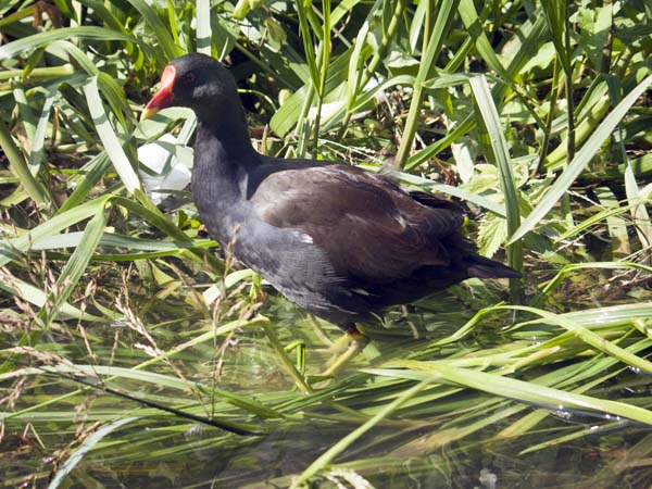 Moorhen,Devizes,Bird