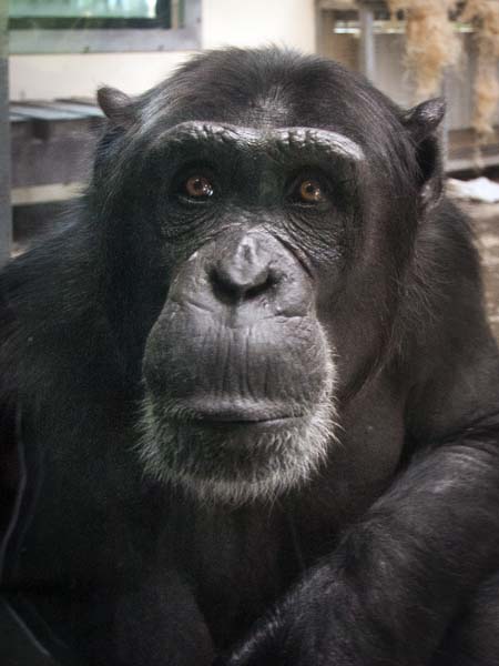Peppa,Chimpanzee,Pan troglodytes,Monkey World,Apes