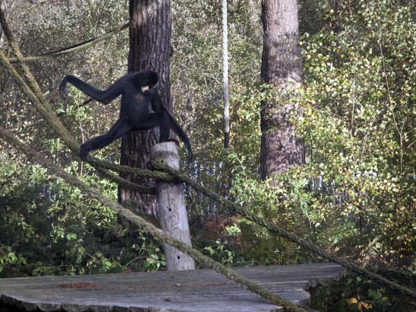 Agile Gibbon,Hylobates agilis,Monkey World,Apes