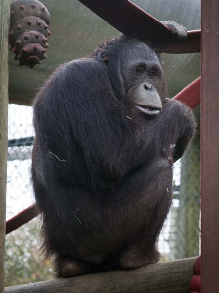 Chimpanzee,Pan troglodytes,Monkey World,Apes,Purbeck