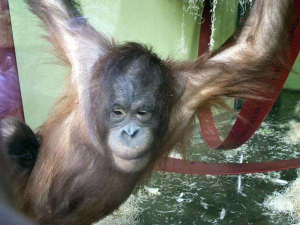 Young,Orang-utan,Pongo pygmaeus,Monkey World,Apes