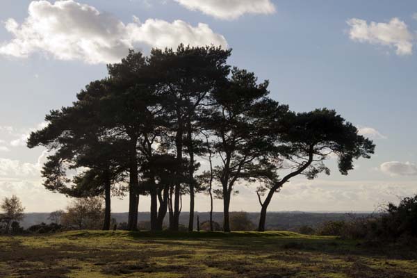 Robin Hood's Clump,Disc Barrow,Ibsley,Trees