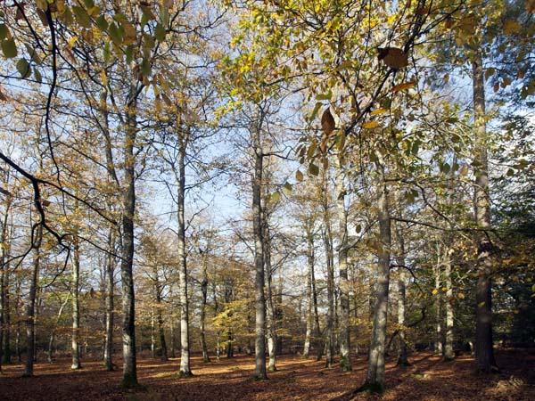 Wilverley Inclosure,Trees