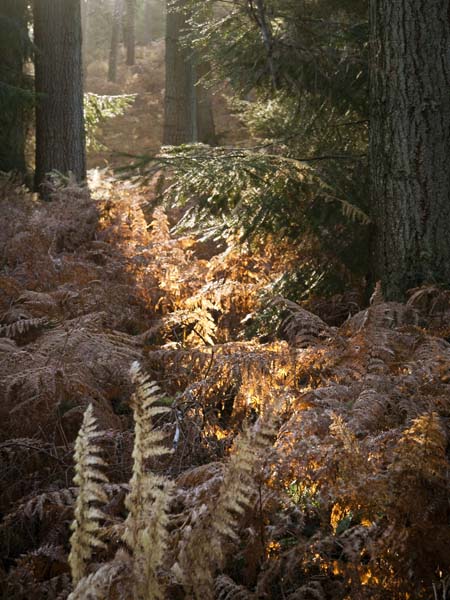 Wilverley Inclosure,Trees,Bracken,Sunlight
