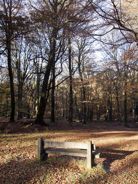 Bench,Bolderwood,Trees