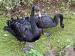 Black Swans Dawlish