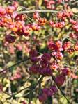 Spindle Berries (Euonymus europaeus)