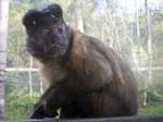 A Capuchin Monkey