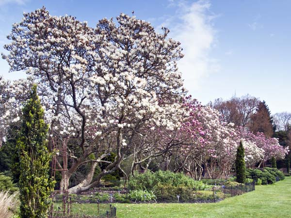 Magnolia Avenue,Sir Harold Hillier Gardens,Romsey