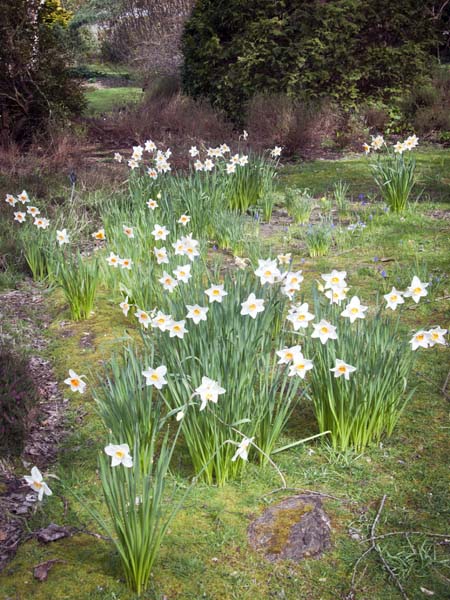 Narcissi,Sir Harold Hillier Gardens,Romsey,Flowers