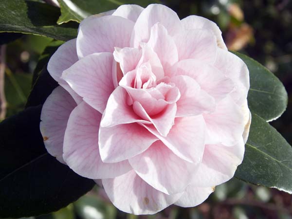 Camellia,Sir Harold Hillier Gardens,Romsey,Flower