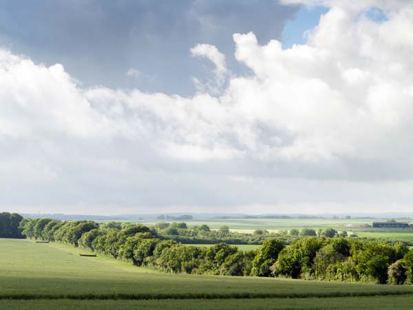 Badbury Rings,Trees