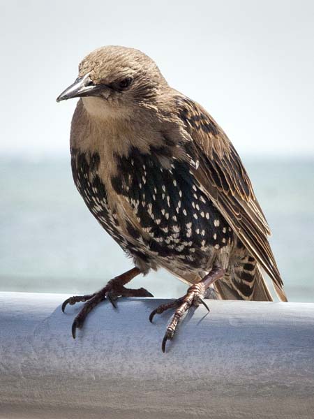 Young Starling,Sturnus vulgaris,Mudeford,Bird