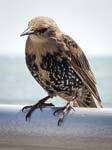 A Young Starling