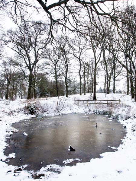 Snow,Pond,Badbury Rings