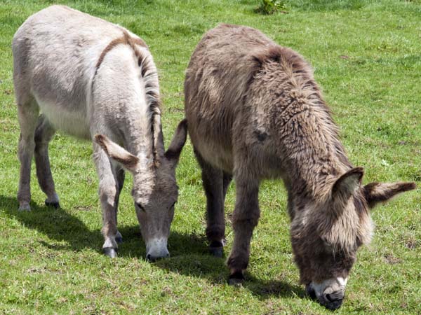 Donkeys,Common Lane,Gartell Light Railway